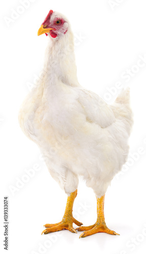 White hen isolated.