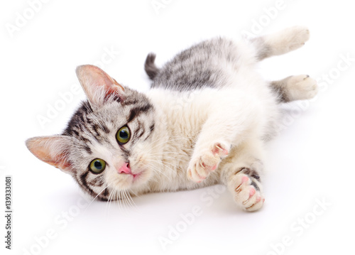 Fototapeta Naklejka Na Ścianę i Meble -  Small gray kitten.