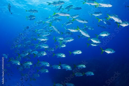 A school of horseeyed jacks patrol the ocean near a shipwreck. This group of silver fish with yellow fins live in the warm tropical Caribbean Sea
