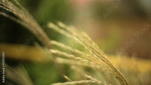 Sprig of dried reeds and flowers on a dark background