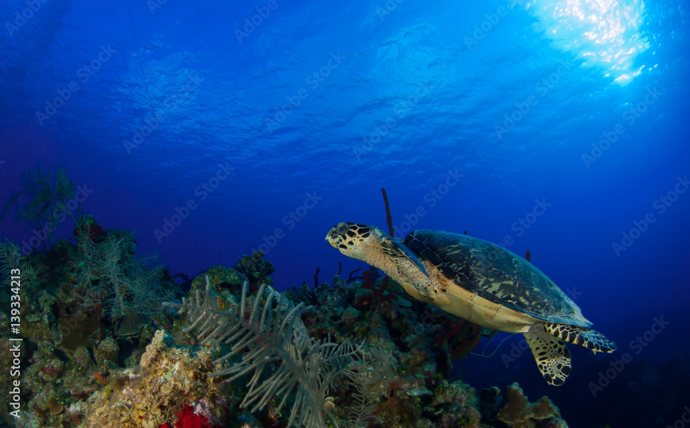 Fototapeta premium This Hawksbill turtle enjoys swimming around in the deep blue Caribbean sea. The underwater shot was taken by a scuba diver in Grand Cayman. Tropical reefs are a perfect habitat for such marine life