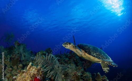 Fototapeta Naklejka Na Ścianę i Meble -  This Hawksbill turtle enjoys swimming around in the deep blue Caribbean sea. The underwater shot was taken by a scuba diver in Grand Cayman. Tropical reefs are a perfect habitat for such marine life