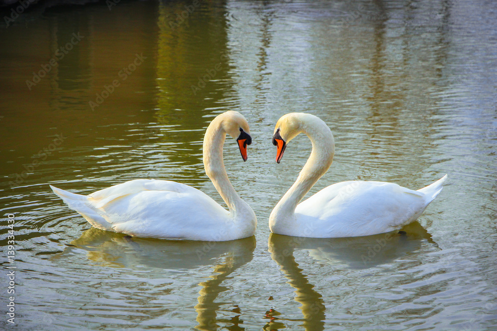 A pair of lovers swans A pair of lovers swans
