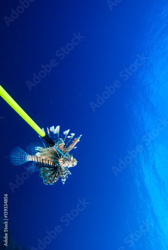 An invasive lionfish has been captured by a culler who wants to remove this environmentally destructive species from the reef. Hawaiian Sling spears are used in an attempt to combat this eco threat photo