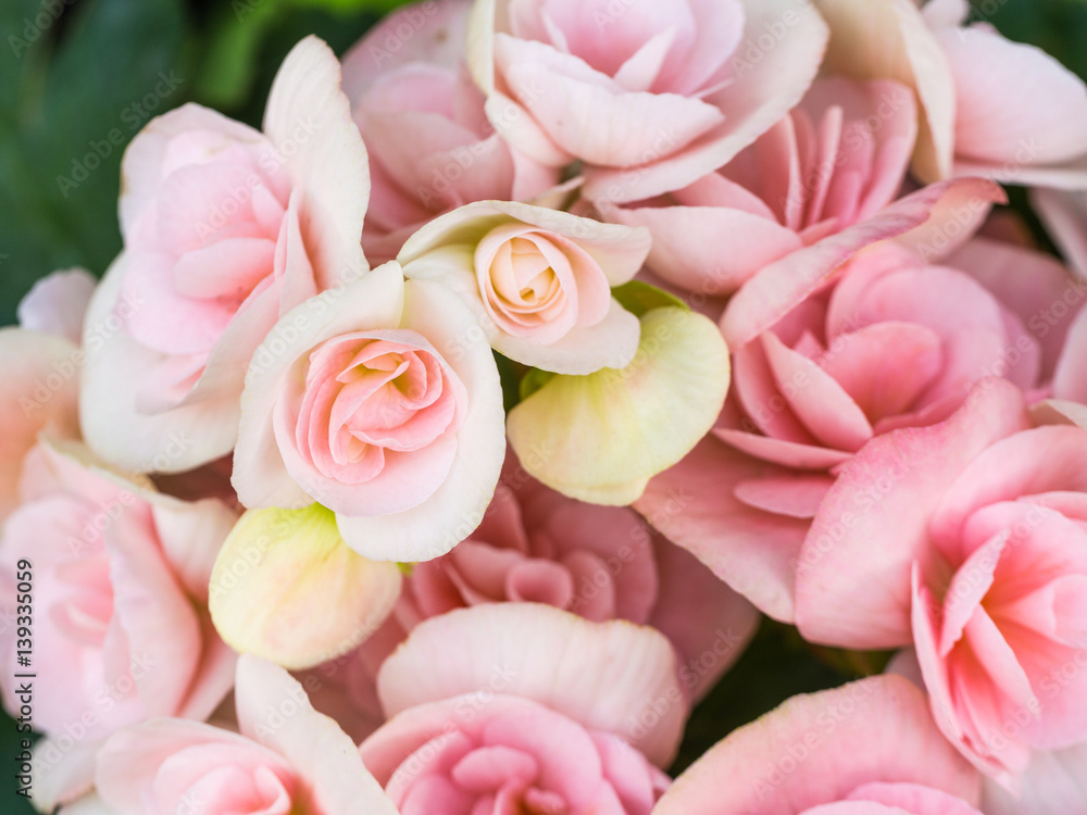 Fototapeta premium White Pink Begonia Blooming