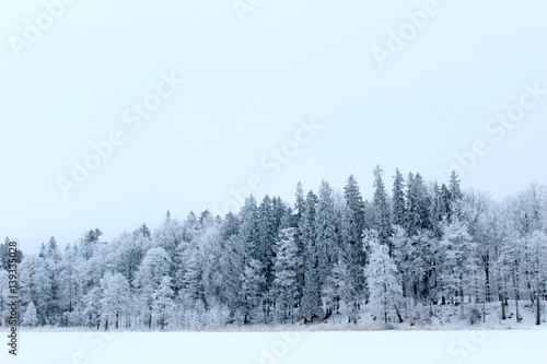 Winter forest  © svetlanairtiseva