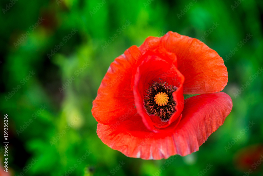 Macro shot of a red poppy bloom in a colorful, abstract and vibrant blossom field, a meadow full of blooming summer flowers, on romantic evening on green background. Morning dew in grass. Poppy seeds.