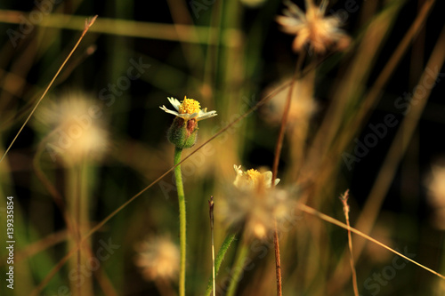 Coat Button Flower under Warm Sunshine photo