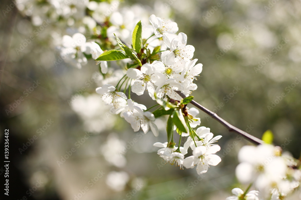 The branches of the cherry blossoms in spring. The branches of the cherry blossoms in spring.