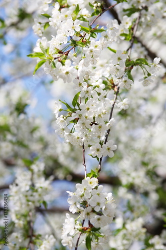 The branches of the cherry blossoms in spring.