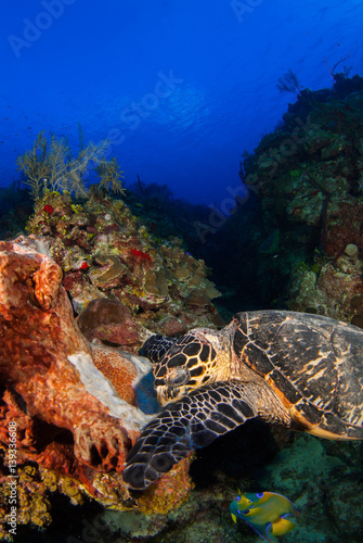 A hawksbill turtle in the Caribbean sea near Grand Cayman enjoys life on the reef. Food comes in the form of a delicious sponge coral