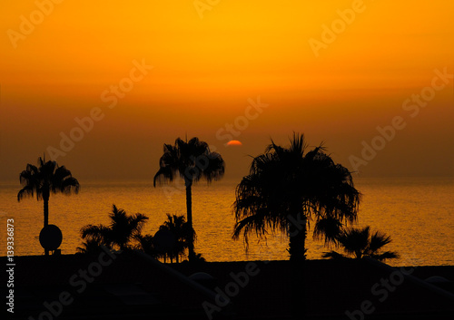 Palm trees at sunset in Puerto de Santiago. Tenerife island, Canary archipelago, Spain.
