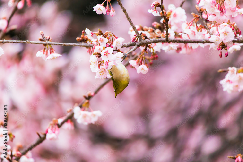 The Japanese White eye.The background is winter cherry blossoms. The Japanese White eye.The background is winter cherry blossoms.