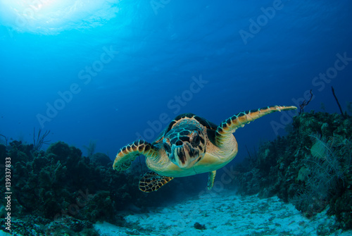 This Hawksbill turtle enjoys swimming around in the deep blue Caribbean sea. The underwater shot was taken by a scuba diver in Grand Cayman. Tropical reefs are a perfect habitat for such marine life