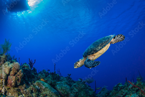 Fototapeta Naklejka Na Ścianę i Meble -  This Hawksbill turtle enjoys swimming around in the deep blue Caribbean sea. The underwater shot was taken by a scuba diver in Grand Cayman. Tropical reefs are a perfect habitat for such marine life