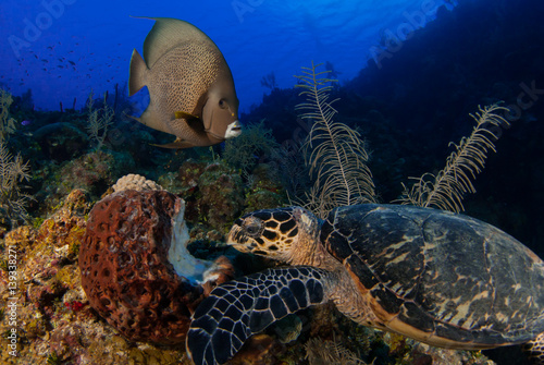 A hawksbill turtle and a french angelfish share a meal.  As the turtle is a messy eater, bits of the sponge coral he is chewing on float off in the water for the fish to eat photo