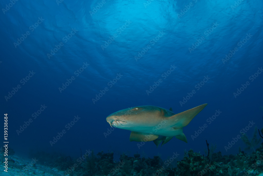 Fototapeta premium a nurse shark cruises through the tropical water in grand cayman. This predator is searching for food that lives in the underwater habitat amongst the coral