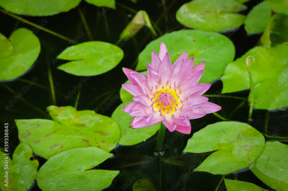 beautiful lotus flower in stone pond,close up pink lotus beautiful lotus flower in stone pond,close up pink lotus