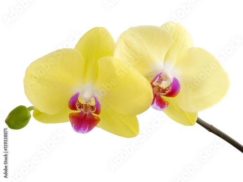 yellow orchid flowers close up