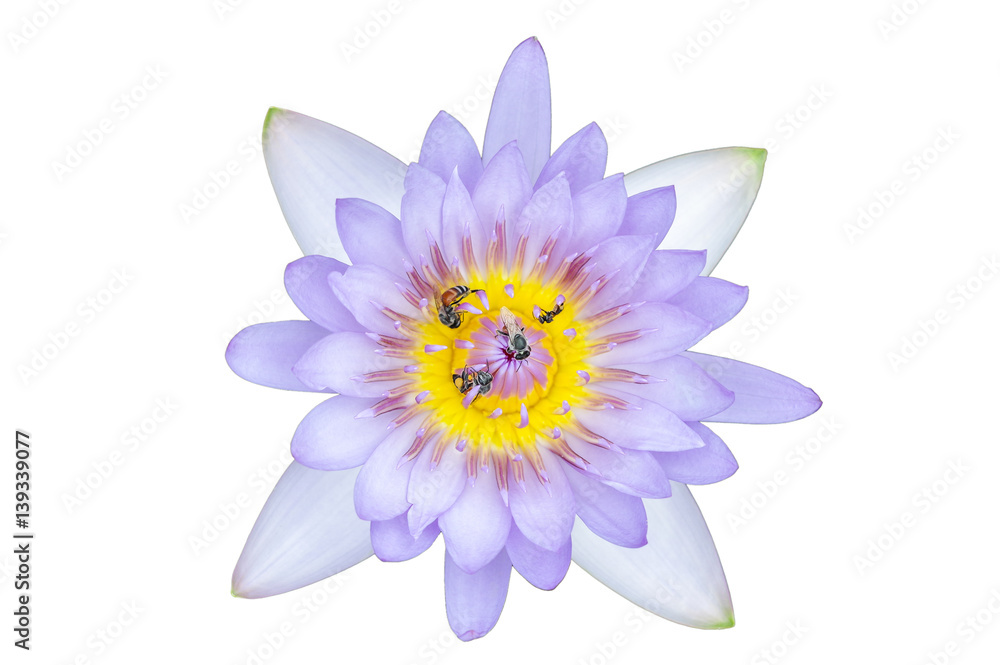 Beautiful purple lotus flower and bee with white background,close up purple lotus