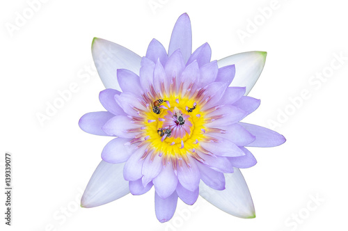 Beautiful purple lotus flower and bee with white background close up purple lotus