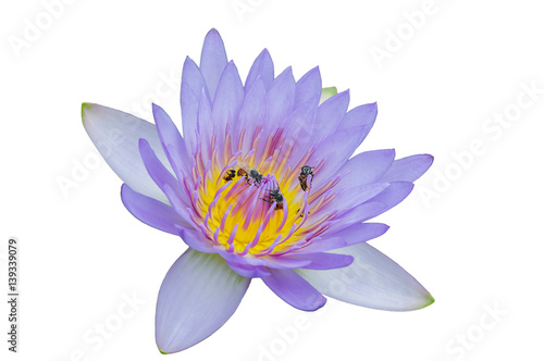 Beautiful purple lotus flower and bee with white background close up purple lotus