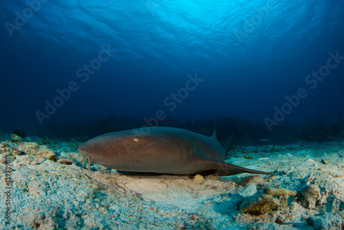 A nurse shark relxes in the sand at the bottom of the deep ble Caribbean sea. The predator lives on the reef and like sto eat fish but is mostly harmless to humans © drew