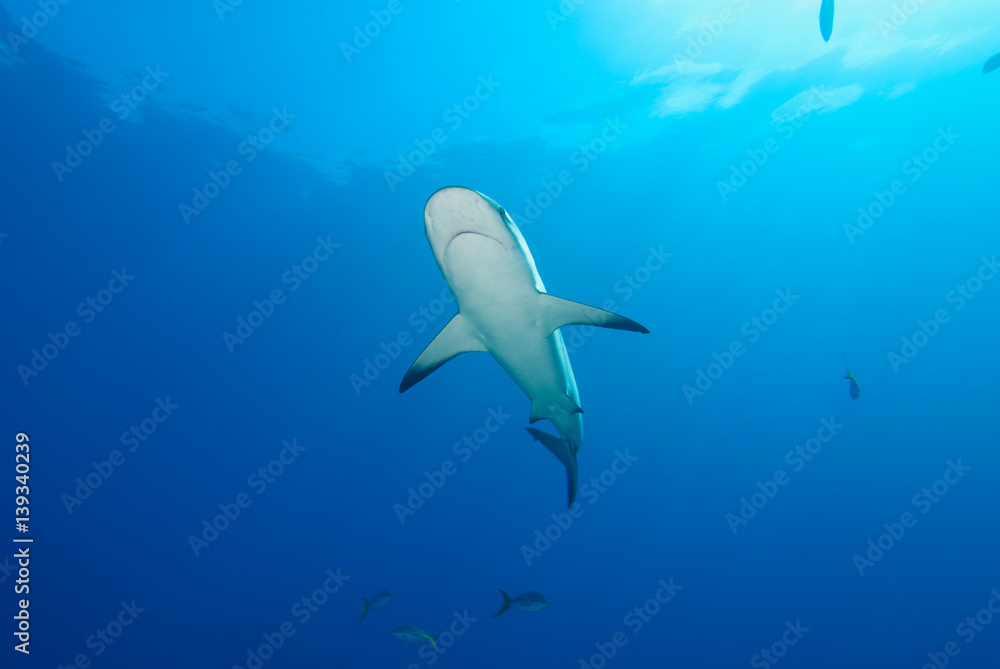 Obraz premium A reef shark swims overhead in calm blue water