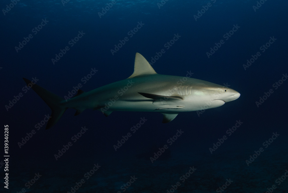 Fototapeta premium Reef shark dramatically lit against dark blue water
