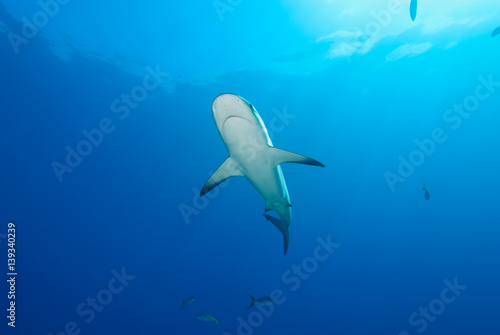 A reef shark swims overhead in calm blue water