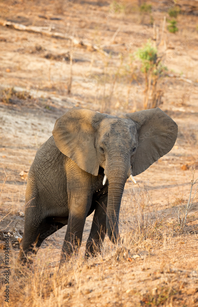 Fototapeta premium Young African elephant