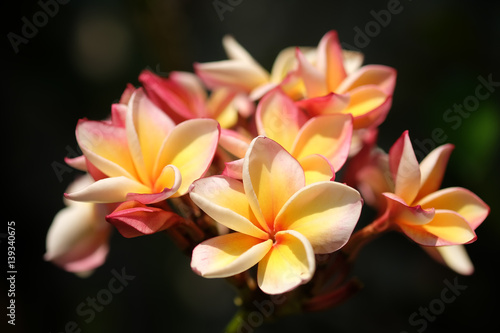Soft focus and blurred Plumeria flower with nature background to create a beautiful.