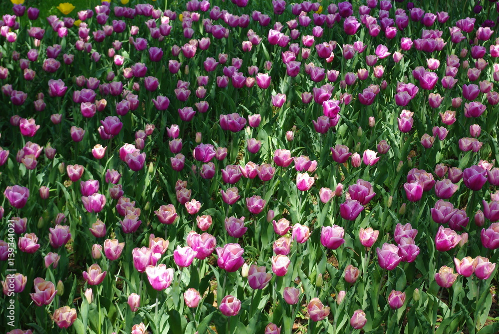 Fototapeta premium tulip flowers