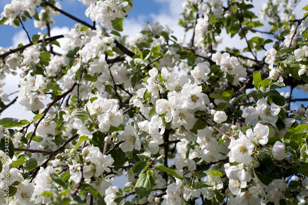 apple trees blossom apple trees blossom