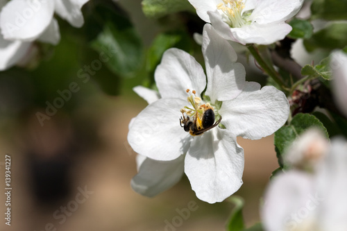 small bee