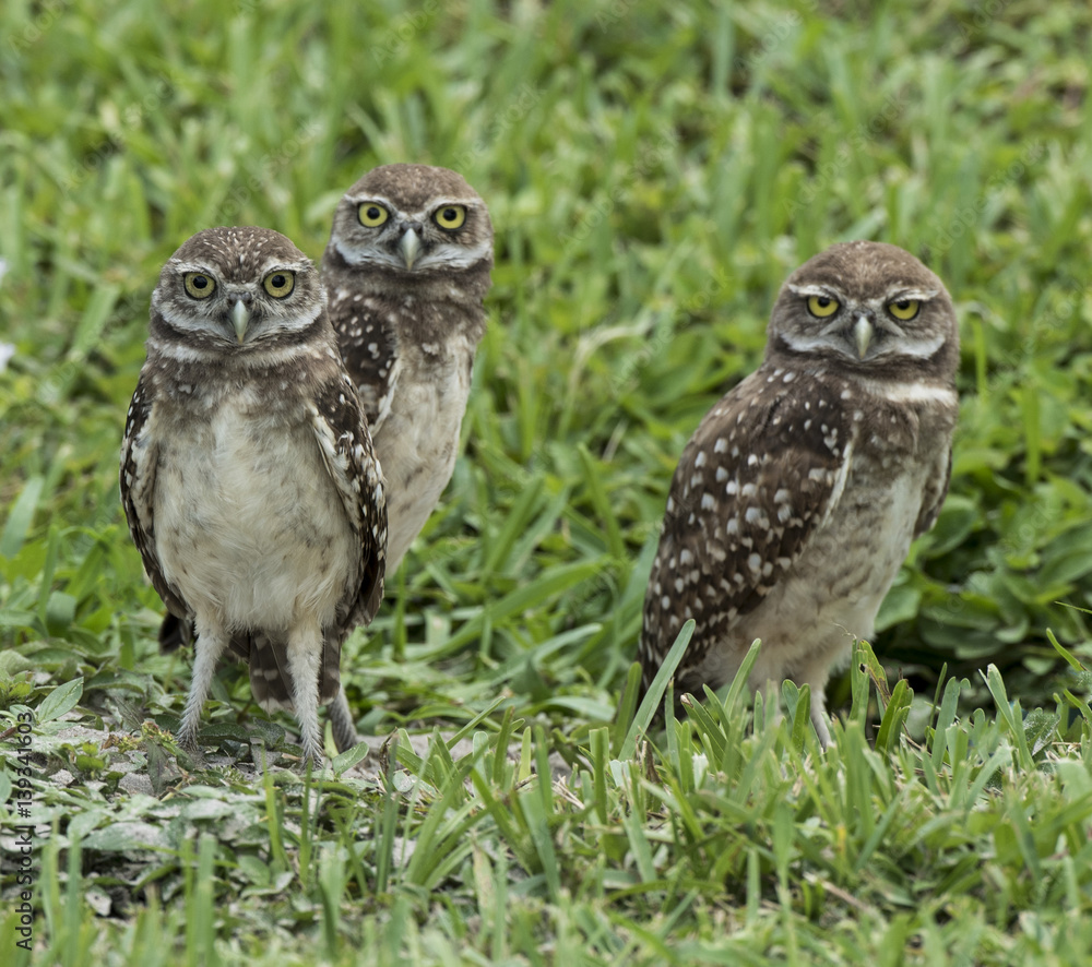 Naklejka premium Three brown and white burrowing owls with yellow and black eyes standing in green grass