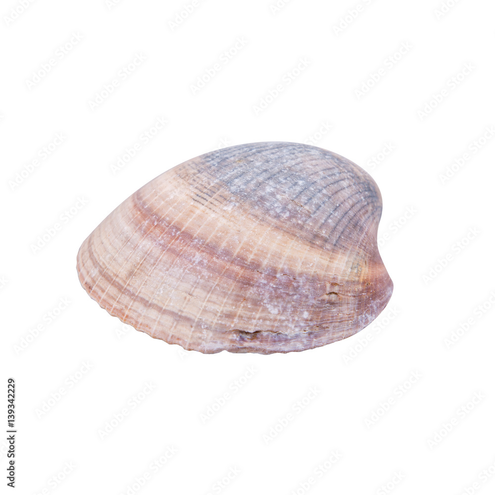 Sea shell on a white background Sea shell on a white background