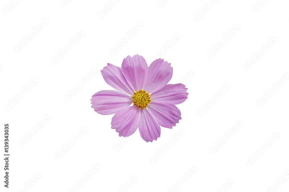 Purple cosmos flower isolated on white,Orange cosmos with white background