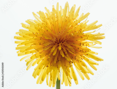 Unusual close up view from above of vivid yellow dandelion flower that looks like the Sun with beams on light background, summer theme