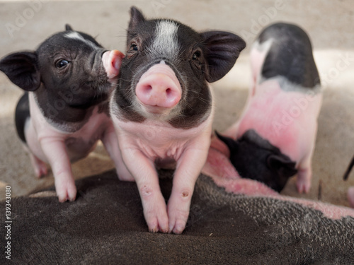 Pink and black pigs kissing showing love and friendship in the farm