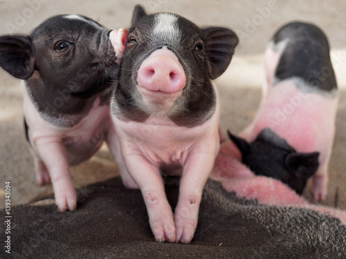 Pink and black pigs kissing showing love and friendship in the farm