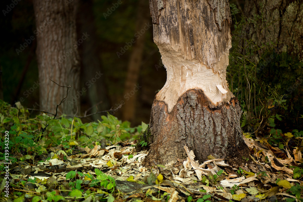 Beavers building a dam in a river in the middle of forest. Macro shot of a large linden tree stump in the woods, chewed by beavers in early autumn. Sawdust is all around the tree. Beavers building a dam in a river in the middle of forest. Macro shot of a large linden tree stump in the woods, chewed by beavers in early autumn. Sawdust is all around the tree.