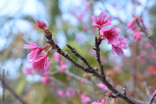 沖縄の桜