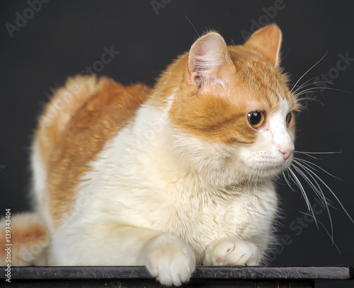 red with a white cat on a dark background in the studio photo