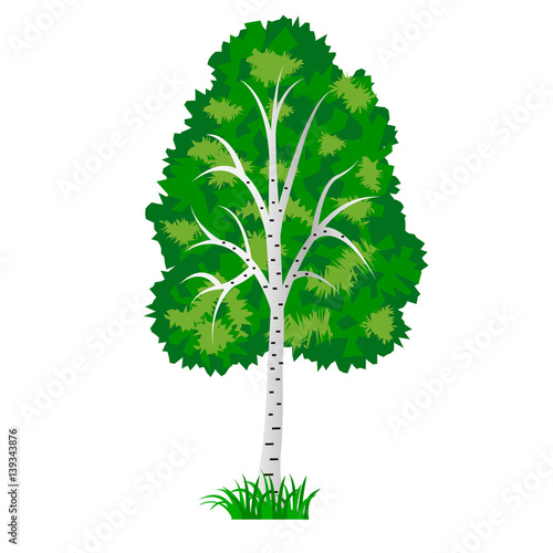 Birch tree isolated on white background