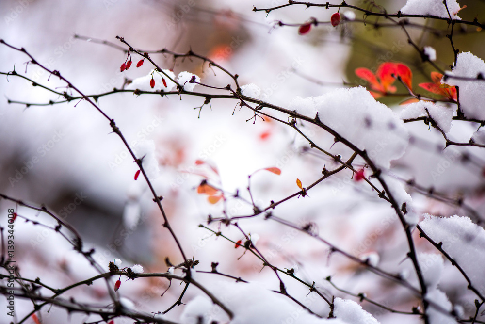 Waiting for the winter. First snow in the middle of autumn. Macro shot of white snow on top of brightly red autumn leaves and berries in barberry bush. Frozen, romantic scene. Through the difficulties Waiting for the winter. First snow in the middle of autumn. Macro shot of white snow on top of brightly red autumn leaves and berries in barberry bush. Frozen, romantic scene. Through the difficulties