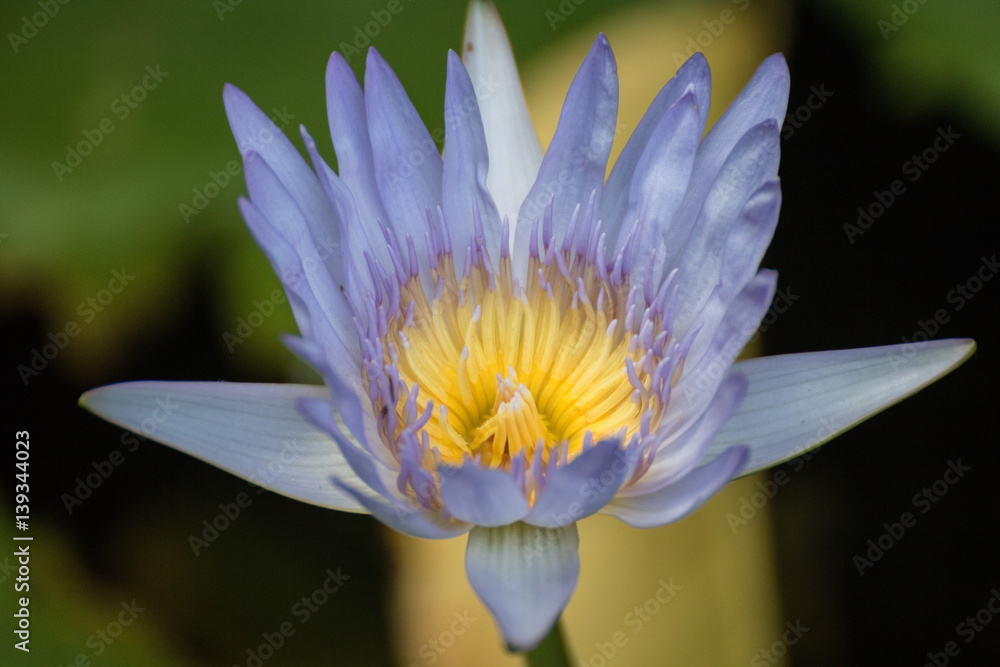 Purple color lotus From Thailand country (Southeast Asia) Purple color lotus From Thailand country (Southeast Asia)