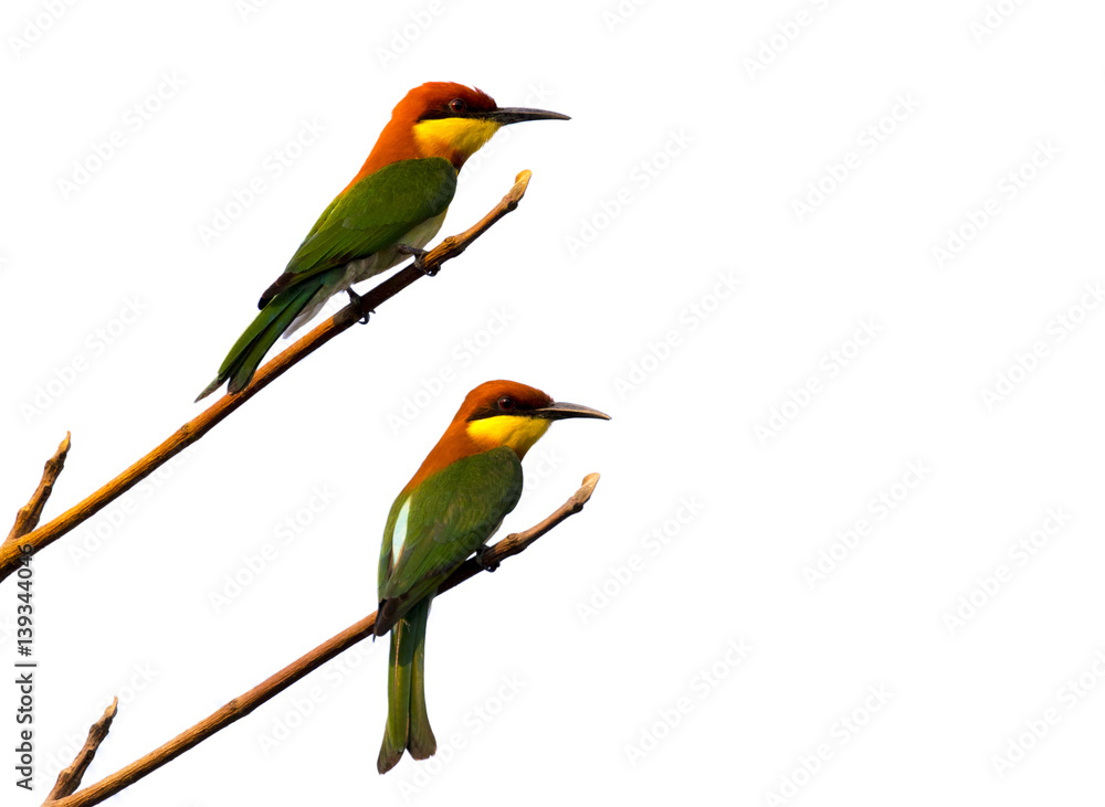 image of birds on branches on white background. Chestnut-headed Bee-eater (Merops leschenaulti) image of birds on branches on white background. Chestnut-headed Bee-eater (Merops leschenaulti)