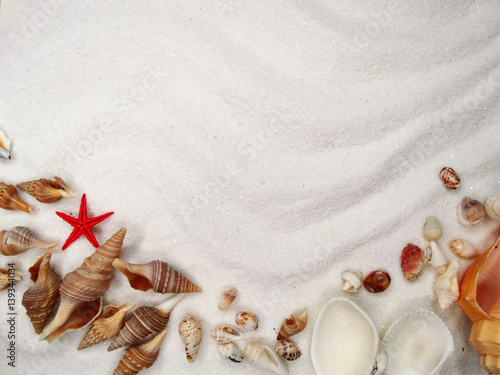 sea shells on sand beach summer beach background