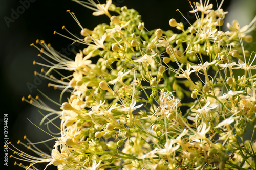 Yellow flower From Thailand country (Southeast Asia)
